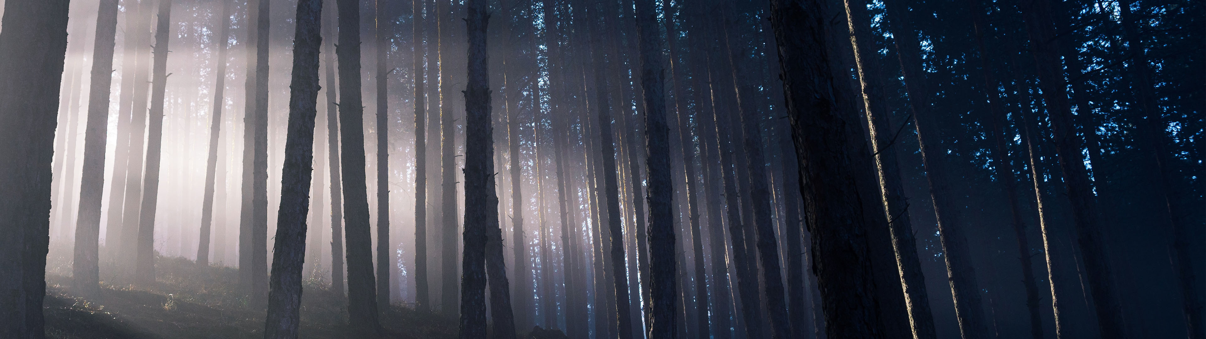 Into the Woods – (3840×1080 and 5120×1440 Wallpaper) | 32:9 Super Ultrawide  Wallpaper